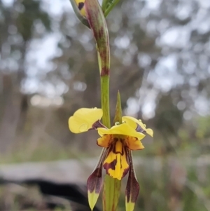 Diuris sulphurea at Downer, ACT - 6 Oct 2020