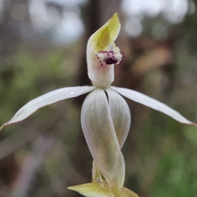 Caladenia moschata (Musky Caps) at Downer, ACT - 6 Oct 2020 by shoko