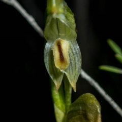 Bunochilus montanus (Montane Leafy Greenhood) at Tuggeranong Hill - 6 Oct 2020 by dan.clark