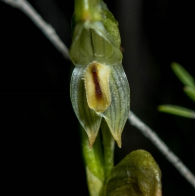 Bunochilus montanus (Montane Leafy Greenhood) at Conder, ACT - 6 Oct 2020 by dan.clark