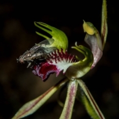 Caladenia atrovespa (Green-comb Spider Orchid) at Tuggeranong Hill - 6 Oct 2020 by dan.clark
