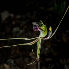 Caladenia atrovespa at Theodore, ACT - 6 Oct 2020