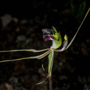 Caladenia atrovespa at Theodore, ACT - suppressed