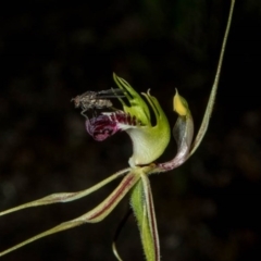 Caladenia atrovespa at Theodore, ACT - suppressed