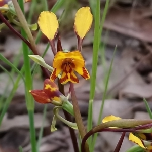 Diuris semilunulata at Kambah, ACT - suppressed