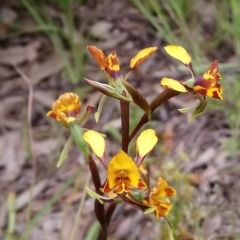 Diuris semilunulata at Kambah, ACT - 9 Oct 2020