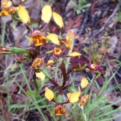 Diuris semilunulata at Kambah, ACT - suppressed