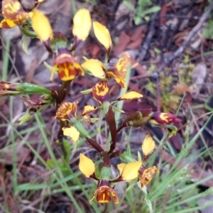 Diuris semilunulata at Kambah, ACT - 9 Oct 2020