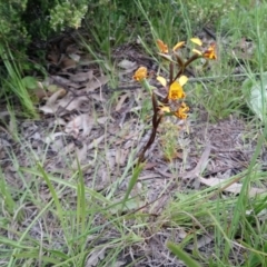 Diuris semilunulata at Kambah, ACT - 9 Oct 2020