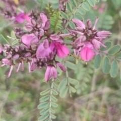 Indigofera adesmiifolia (Tick Indigo) at Mount Rogers - 6 Oct 2020 by Coggo