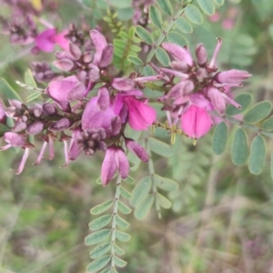 Indigofera adesmiifolia at Flynn, ACT - 6 Oct 2020 05:38 PM