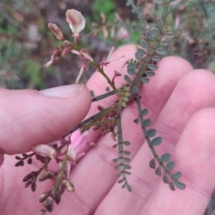 Indigofera adesmiifolia at Flynn, ACT - 6 Oct 2020 05:38 PM