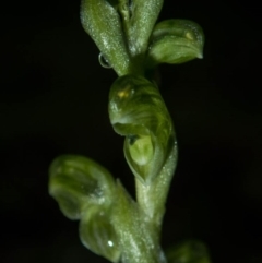 Hymenochilus cycnocephalus (Swan greenhood) at Conder, ACT - 6 Oct 2020 by dan.clark