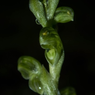 Hymenochilus cycnocephalus (Swan greenhood) at Tuggeranong Hill - 6 Oct 2020 by dan.clark