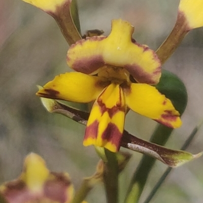 Diuris pardina (Leopard Doubletail) at Lerida, NSW - 4 Oct 2020 by Coggo