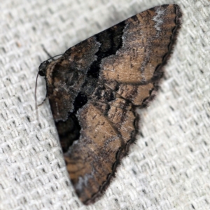 Aporoctena undescribed species at O'Connor, ACT - 4 Oct 2020