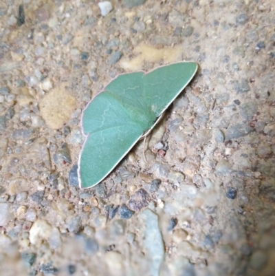Prasinocyma semicrocea (Common Gum Emerald moth) at Majura, ACT - 6 Oct 2020 by LyndalT