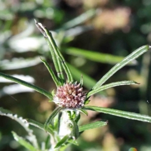 Euchiton involucratus at Acton, ACT - 3 Oct 2020