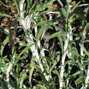 Euchiton involucratus at Acton, ACT - 3 Oct 2020