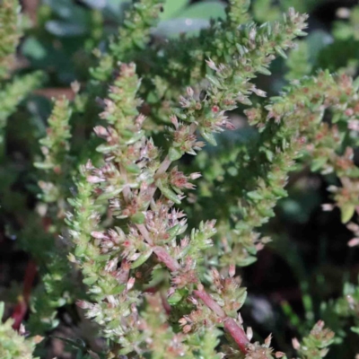 Crassula sieberiana (Austral Stonecrop) at Acton, ACT - 2 Oct 2020 by ConBoekel