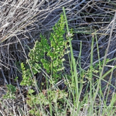 Cheilanthes sieberi (Rock Fern) at O'Connor, ACT - 2 Oct 2020 by ConBoekel