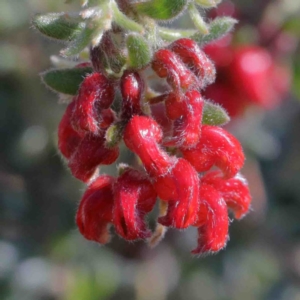 Grevillea alpina at O'Connor, ACT - 3 Oct 2020