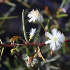 Acacia genistifolia (Early Wattle) at O'Connor, ACT - 2 Oct 2020 by ConBoekel