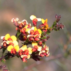 Dillwynia phylicoides (A Parrot-pea) at O'Connor, ACT - 2 Oct 2020 by ConBoekel