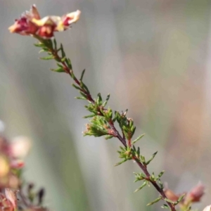 Dillwynia phylicoides at O'Connor, ACT - 3 Oct 2020