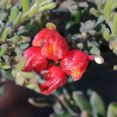 Grevillea alpina (Mountain Grevillea / Cat's Claws Grevillea) at O'Connor, ACT - 3 Oct 2020 by ConBoekel