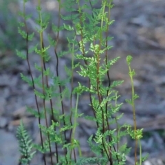 Cheilanthes sieberi (Rock Fern) at Acton, ACT - 3 Oct 2020 by ConBoekel