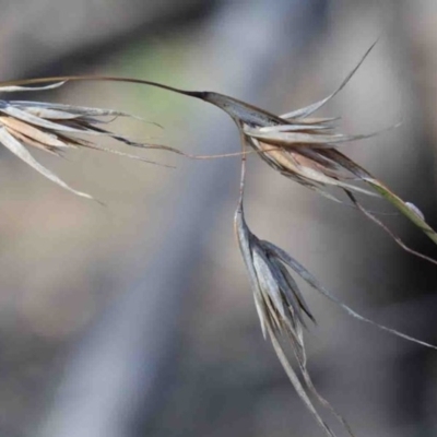 Themeda triandra (Kangaroo Grass) at Acton, ACT - 2 Oct 2020 by ConBoekel