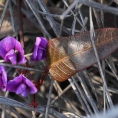 Hardenbergia violacea (False Sarsaparilla) at O'Connor, ACT - 2 Oct 2020 by ConBoekel