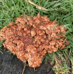 Unidentified Fungus at Black Range, NSW - 6 Oct 2020 by StephH