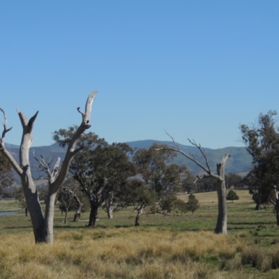 Eucalyptus sp. (dead tree) (Dead Hollow-bearing Eucalypt) at Gordon, ACT - 26 Aug 2020 by MichaelBedingfield