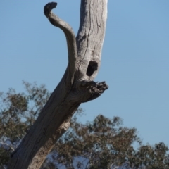 Eucalyptus sp. (dead tree) at Gordon, ACT - 26 Aug 2020