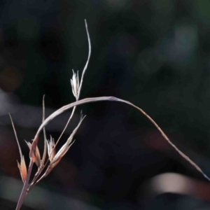 Themeda triandra at O'Connor, ACT - 3 Oct 2020 07:51 AM