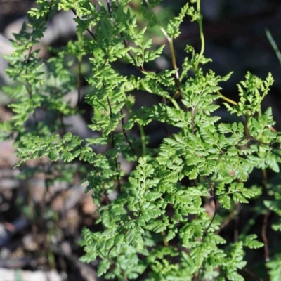 Cheilanthes sieberi (Rock Fern) at O'Connor, ACT - 3 Oct 2020 by ConBoekel