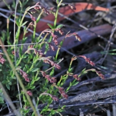 Gonocarpus tetragynus (Common Raspwort) at O'Connor, ACT - 3 Oct 2020 by ConBoekel