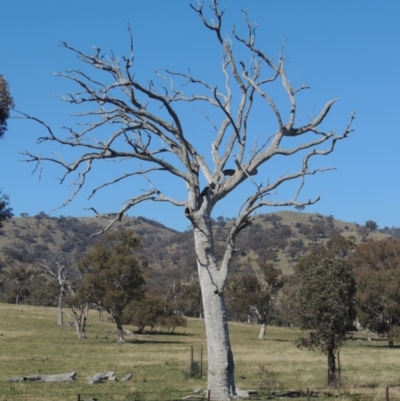 Eucalyptus sp. (dead tree) (Dead Hollow-bearing Eucalypt) at Gordon, ACT - 26 Aug 2020 by MichaelBedingfield