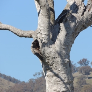 Eucalyptus sp. (dead tree) at Gordon, ACT - 26 Aug 2020 02:45 PM