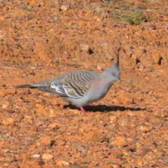 Ocyphaps lophotes (Crested Pigeon) at O'Connor, ACT - 3 Oct 2020 by ConBoekel