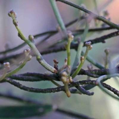 Cassytha sp. (Dodder) at O'Connor, ACT - 3 Oct 2020 by ConBoekel