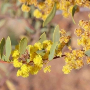 Acacia buxifolia subsp. buxifolia at O'Connor, ACT - 3 Oct 2020