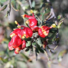 Grevillea alpina (Mountain Grevillea / Cat's Claws Grevillea) at O'Connor, ACT - 3 Oct 2020 by ConBoekel