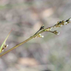 Dianella revoluta var. revoluta at O'Connor, ACT - 3 Oct 2020