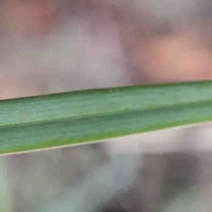 Dianella revoluta var. revoluta at O'Connor, ACT - 3 Oct 2020