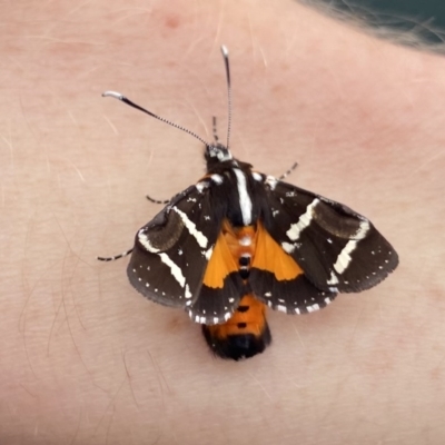 Hecatesia fenestrata (Common Whistling Moth) at Downer, ACT - 6 Oct 2020 by leith7