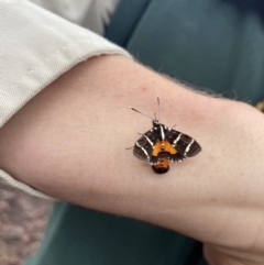 Hecatesia fenestrata at Acton, ACT - 6 Oct 2020