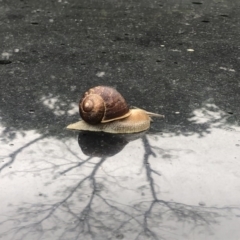 Cornu aspersum (Common Garden Snail) at Berry, NSW - 7 Oct 2020 by Username279